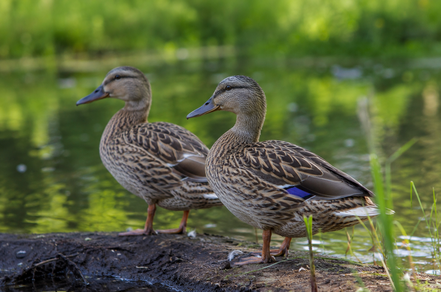 Eend in natuurlijk water tussen planten