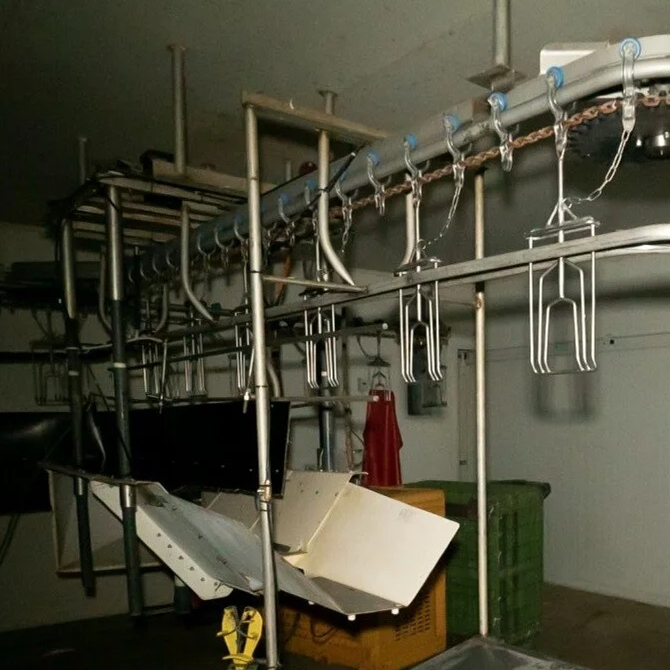 Foto 12: kalkoenen bij een tragisch einde