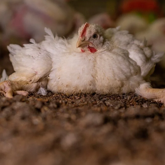 Ingrepen aan hun lichaam afbeelding 4
