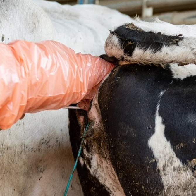 Ingrepen aan hun lichaam afbeelding 2