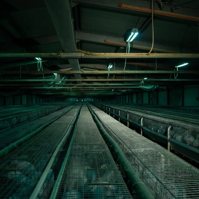 Konijn in de dierindustrie afbeelding 8