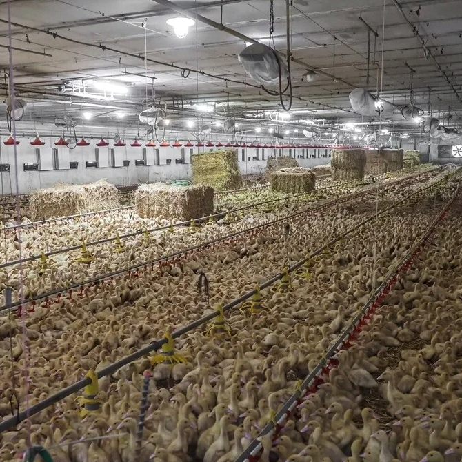 Beeld bij de vraag over de omvang van dierenleed