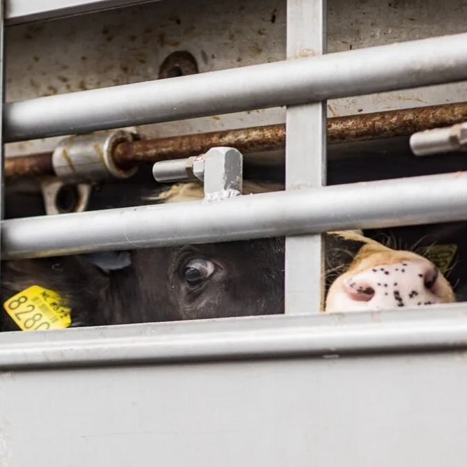 Beeld bij de vraag over kwetsbare dieren beschermen