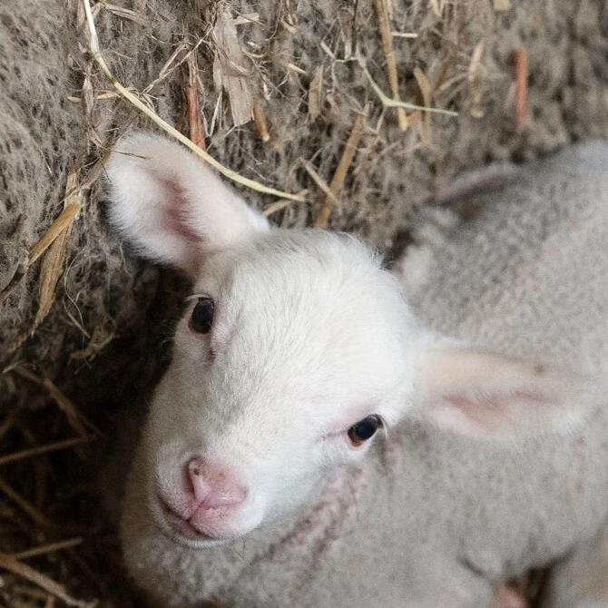 Schaap in de dierindustrie afbeelding 5