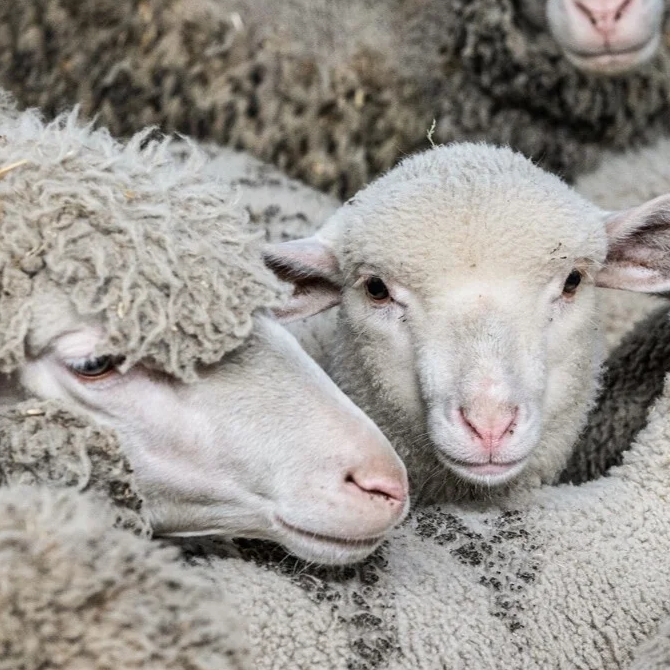 Schaap in de dierindustrie afbeelding 6
