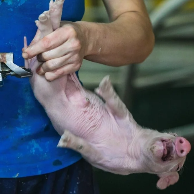 Ingrepen aan hun lichaam afbeelding 1