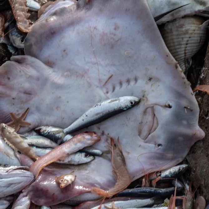 Andere dieren en verborgen leed afbeelding 2