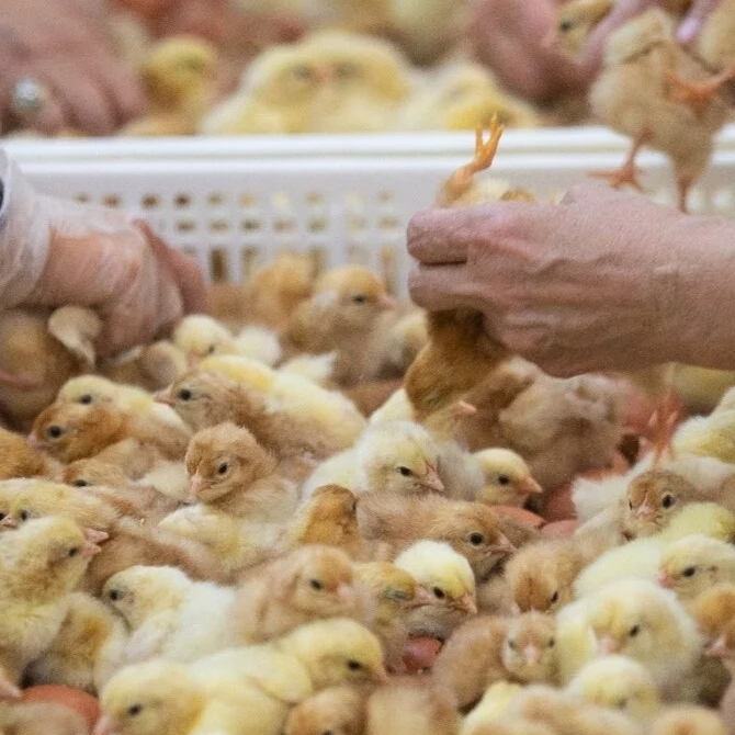 Mannelijke kuikens in de eierindustrie