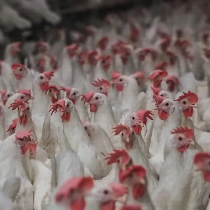 Kippen zonder voldoende ruimte voor natuurlijk gedrag